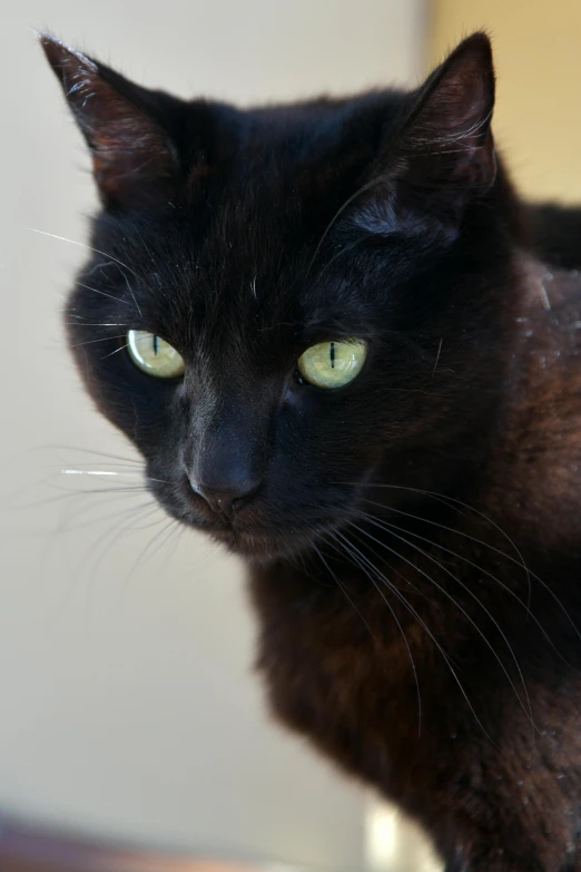 a black cat with green eyes sitting on a table, medium head to shoulder shot, taken in 2 0 2 0, up-close, frowning