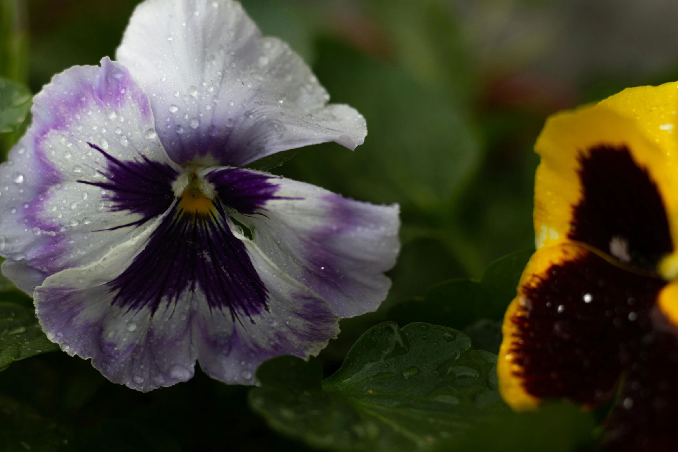 a close up of a purple and yellow flower, rain is falling, male and female, white and purple, multicoloured