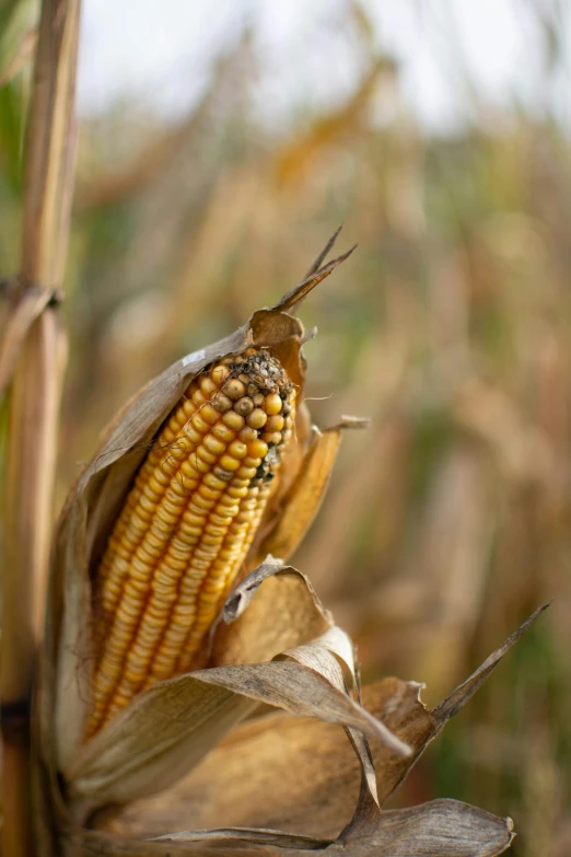 a close up of an ear of corn in a field, a portrait, by David Simpson, fall season, multiple stories, malt, photograph