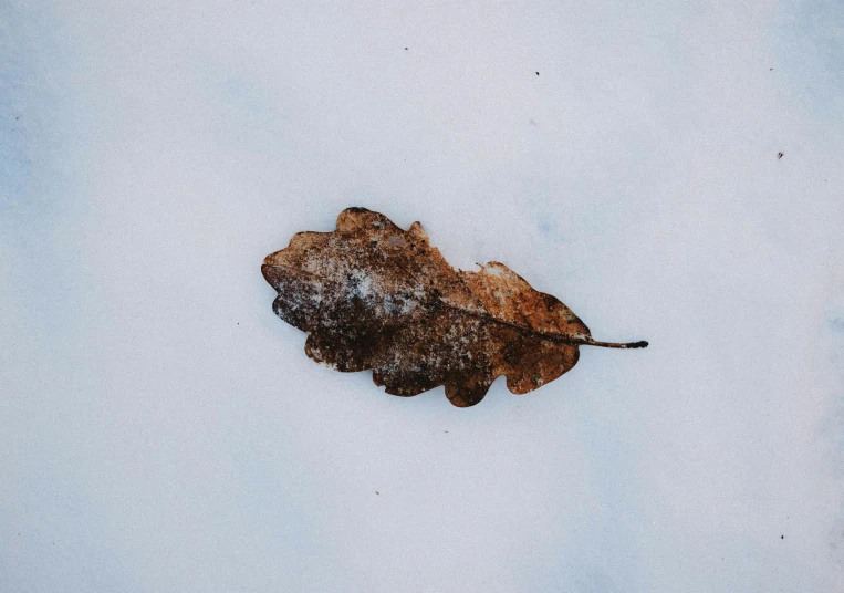 a leaf that is laying in the snow, trending on pexels, postminimalism, brown, black, illustration, old skin