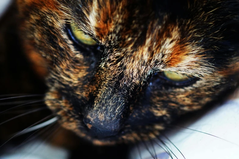 a close up of a cat looking at the camera, multicoloured, scowling, shot on sony alpha dslr-a300, female looking