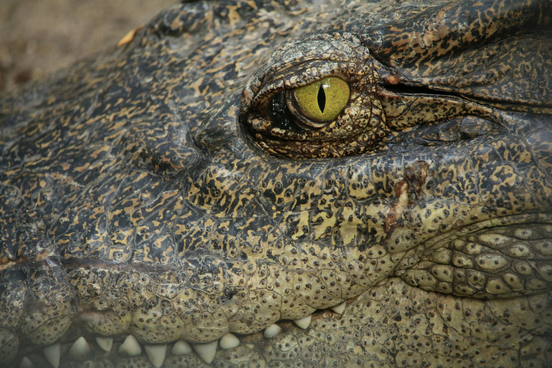 a close up view of a crocodile's eye, a portrait, by Dan Luvisi, fan favorite, portrait”, gray, louisiana