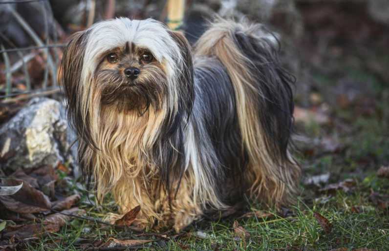 a small dog standing on top of a lush green field, long spiky fluffy smooth hair, intricate wrinkles, covered in matted fur, smokey