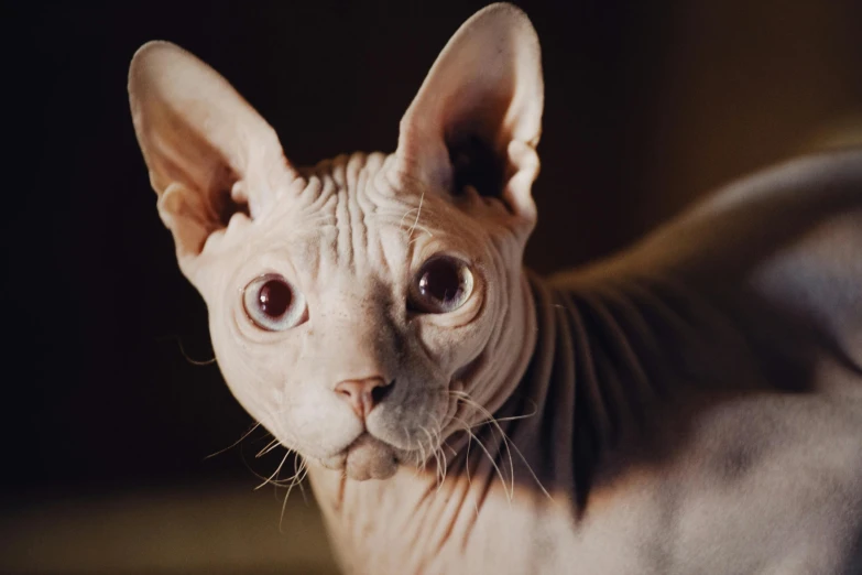 a close up of a cat looking at the camera, an album cover, trending on pexels, hairless, egyptian, wrinkly, a hyper-detailed
