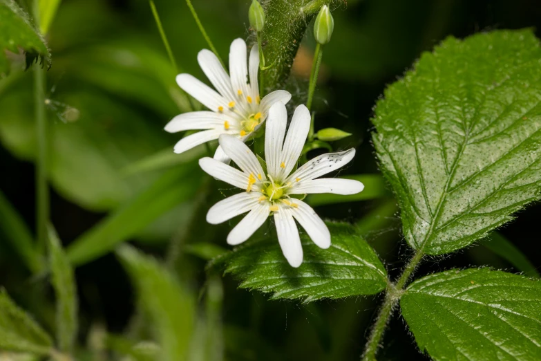 a close up of a white flower on a plant, michilin star, in a woodland glade, astri lohne, green foliage