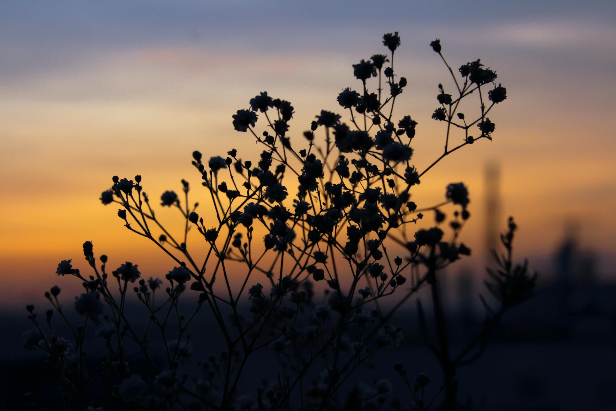 a close up of a plant with a sunset in the background, by Gwen Barnard, pexels contest winner, romanticism, gypsophila, siluettes, manuka, flattened