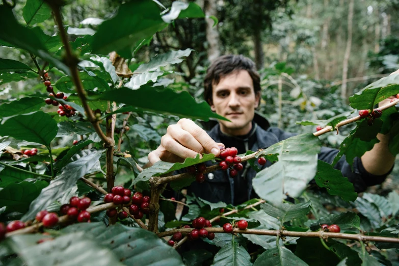 a man picking coffee beans from a tree, a portrait, by Julian Hatton, happening, avatar image, lachlan bailey, profile image, eng kilian