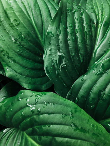 a close up of a bunch of green leaves, unsplash, photorealism, very wet, detailed product image, magnolia big leaves and stems, large)}]