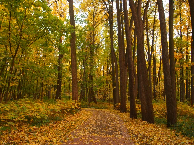 a forest filled with lots of trees covered in yellow leaves, by Maksimilijan Vanka, pexels contest winner, garden road, 2 5 6 x 2 5 6 pixels, tall broad oaks, gold and green