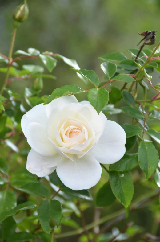 a single white flower is in the middle of green leaves