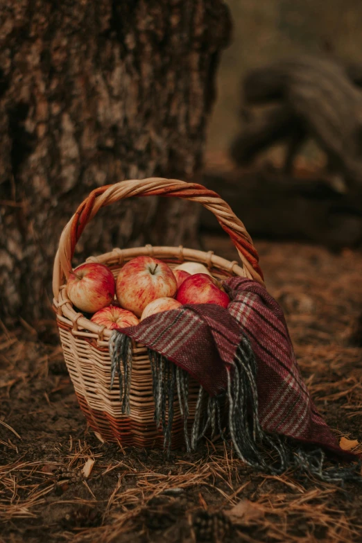 a basket of apples sitting next to a tree, lumberjack flannel, subtle detailing, forest picnic, product shot