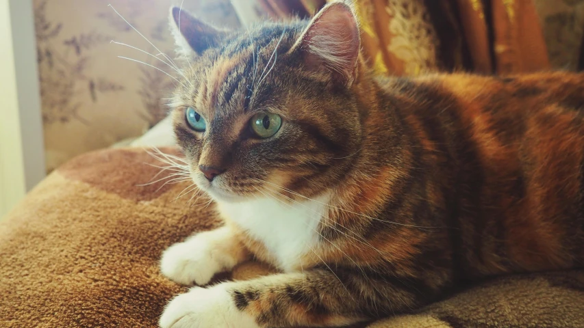 a close up of a cat laying on a couch, a portrait, unsplash, brown and cyan blue color scheme, with instagram filters, calico, with green eyes