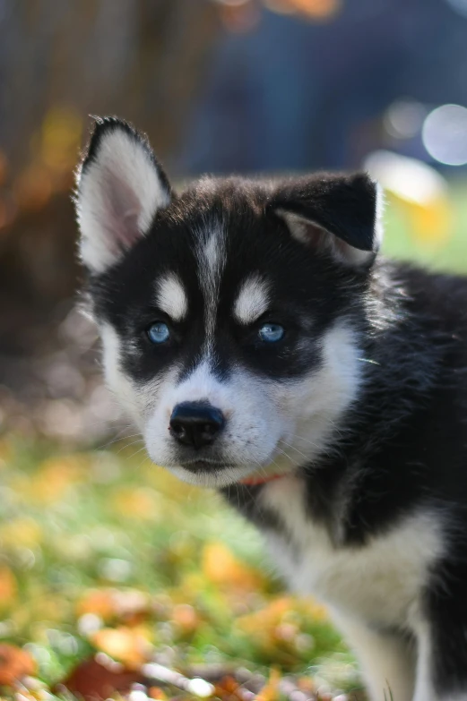 a dog that is standing in the grass, with blue eyes, cub, avatar image, dylan kowalski