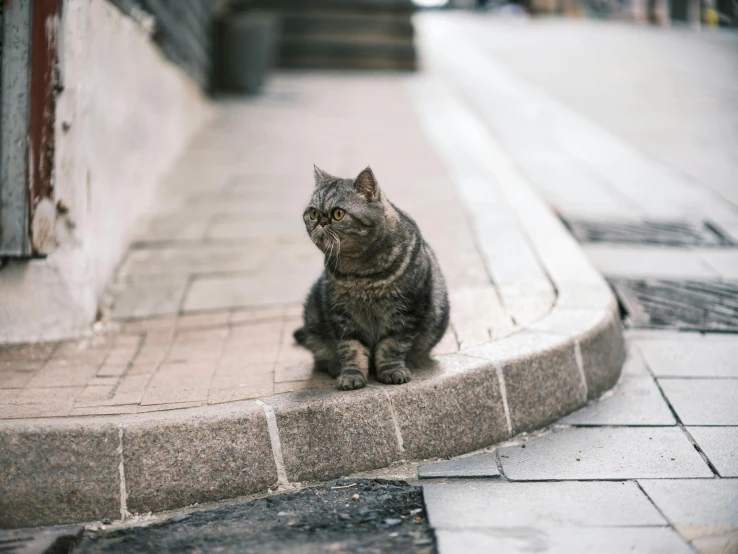 a cat sitting on the side of a building, paved, top selection on unsplash, sitting on the throne, round nose