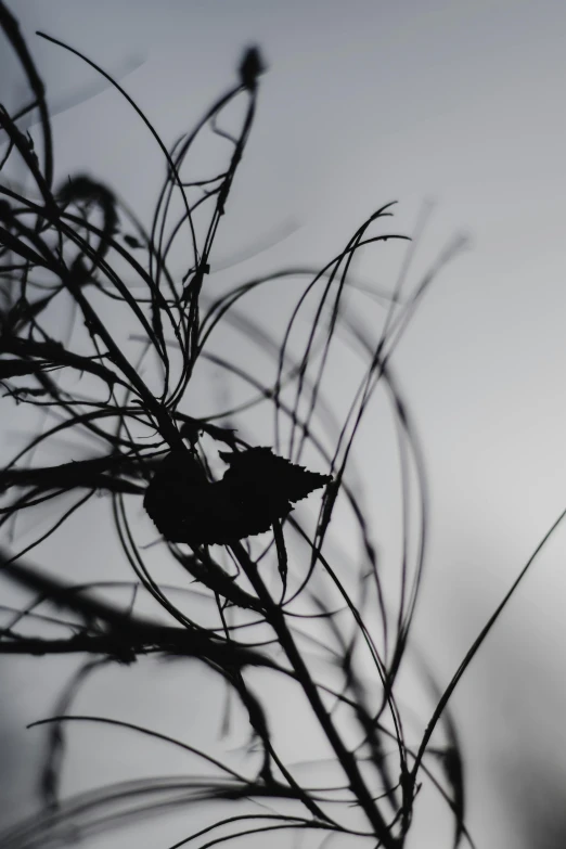 a black and white photo of a bird on a branch, an album cover, inspired by Patrick Dougherty, unsplash, minimalism, silhouette :7, dried plants, morning sunrise, 8k 50mm iso 10