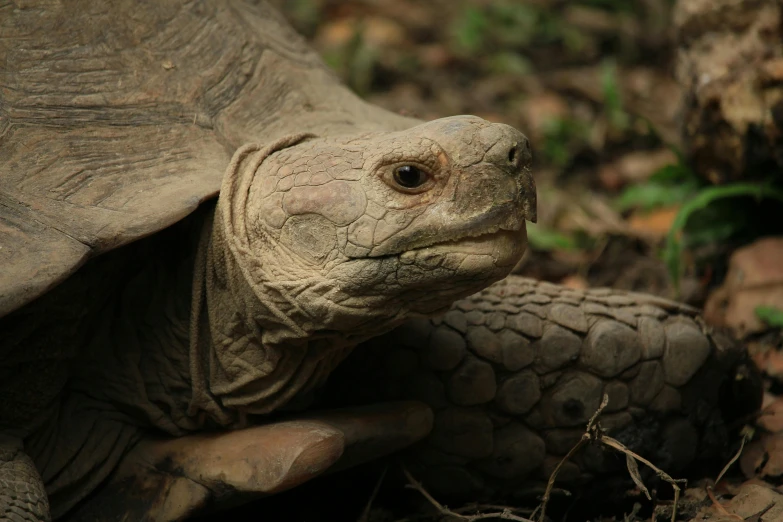 a close up of a turtle on the ground, a portrait, pexels contest winner, hurufiyya, national geographic footage, grey skinned, wrinkly forehead, trecking