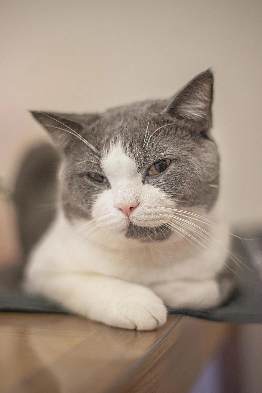 a gray and white cat sitting on top of a wooden table