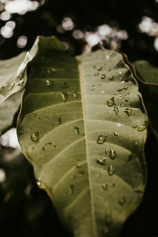 a close up of a leaf with water droplets on it, by Jan Tengnagel, trending on unsplash, magnolia big leaves and stems, paul barson, multiple stories, colombian