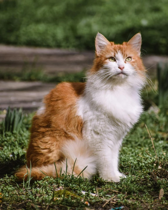 an orange and white cat sitting in the grass, by Julia Pishtar, unsplash, renaissance, very handsome, fluffy body, old male, non-binary