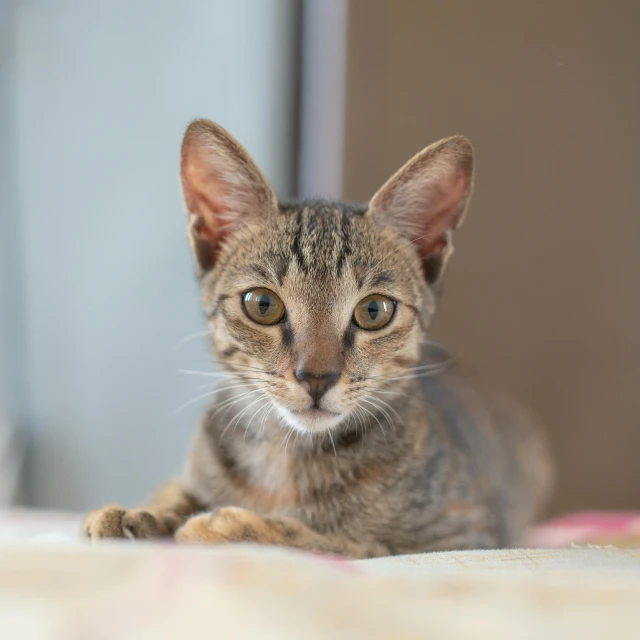 a close up of a cat laying on a bed, unsplash, long pointy ears, brown, young female, miniature kitten