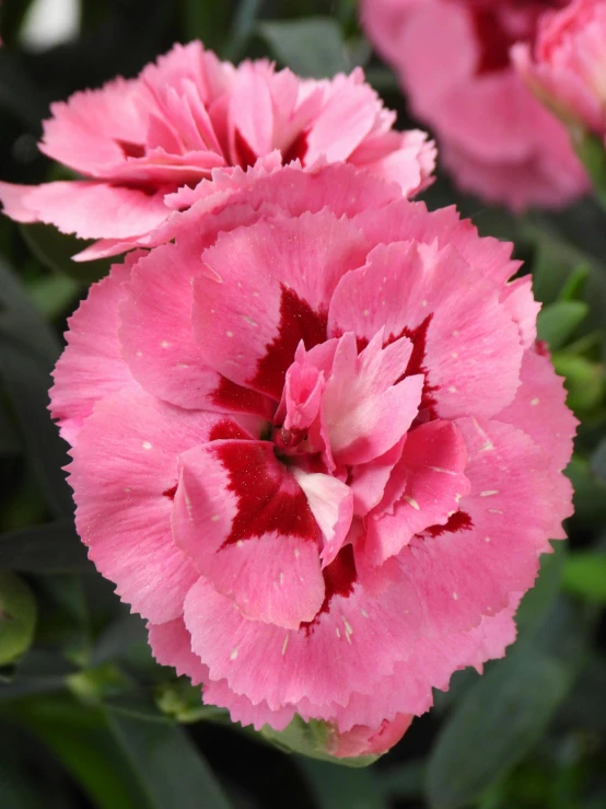 a close up of a pink flower with green leaves, carnation, award - winning, crimson peek, platinum