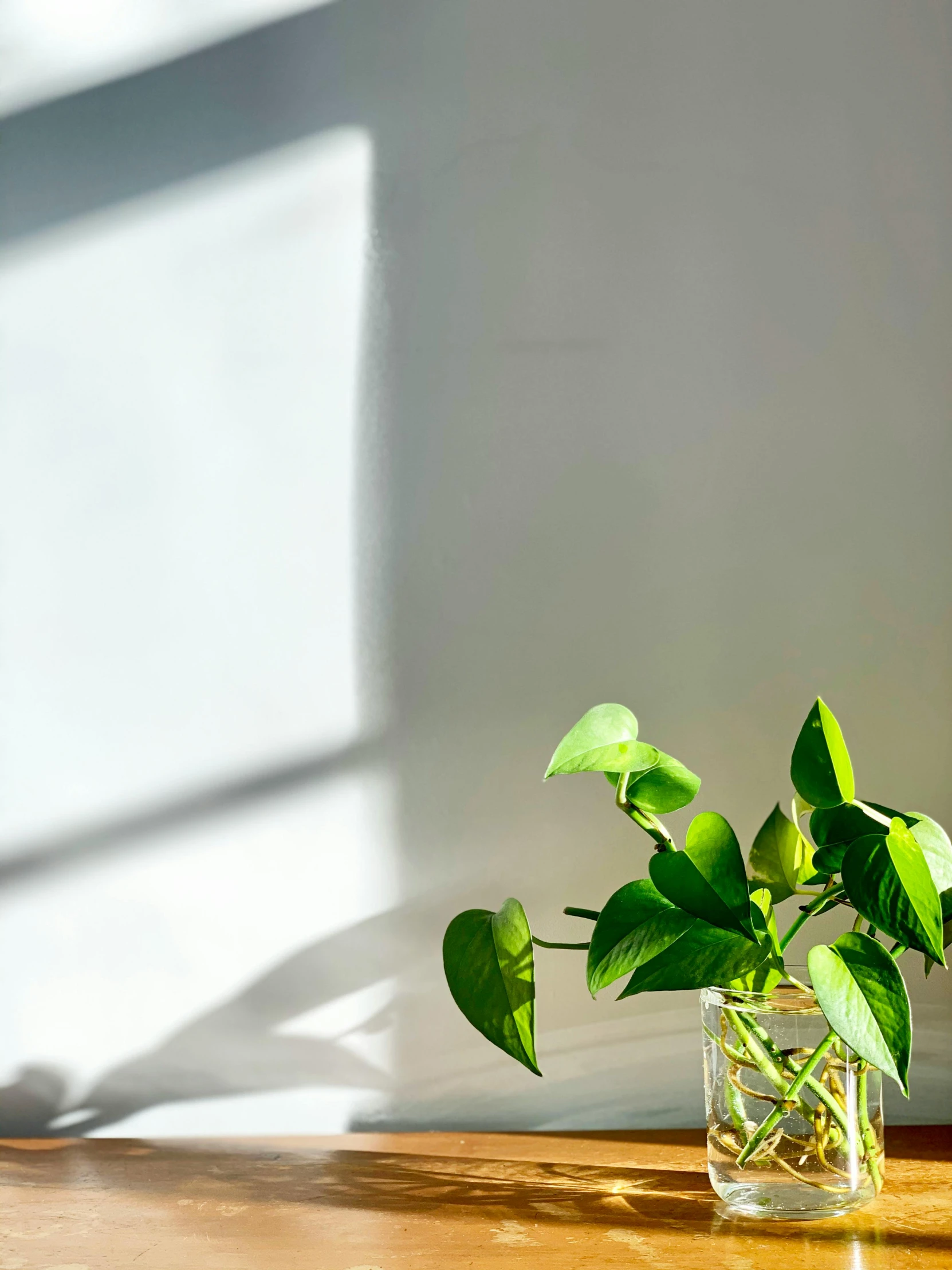 a potted plant sitting on top of a wooden table, by Kristin Nelson, trending on unsplash, backlight green leaves, clear glass wall, taken on iphone 14 pro, beautifully bright white