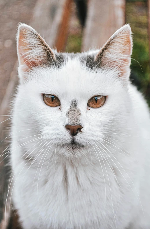 a white cat sitting on top of a wooden bench, a portrait, unsplash, photorealism, scowling, patches of fur, front closeup, taken in the early 2020s