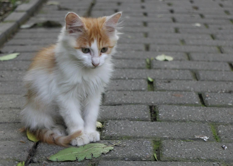 a small orange and white kitten sitting on a brick walkway, in a square, nika maisuradze, sitting on a leaf, wikimedia commons