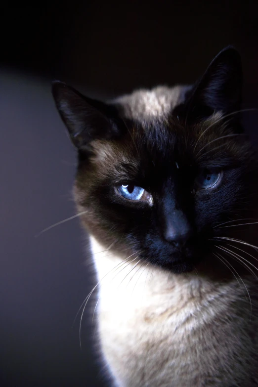 a close up of a cat with blue eyes, by Dave Allsop, aesthetic siamese cat, taken in the late 2000s, blue and black, regal pose