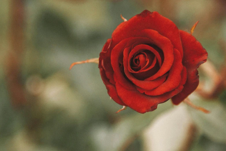 a red flower that is inside of a vase