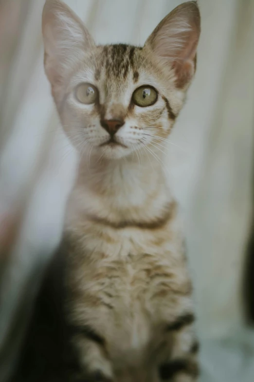 a cat sitting on top of a bed next to a window, a picture, by Basuki Abdullah, unsplash, photorealism, portrait cute-fine-face, it\'s name is greeny, soft vinyl, soft light - n 9
