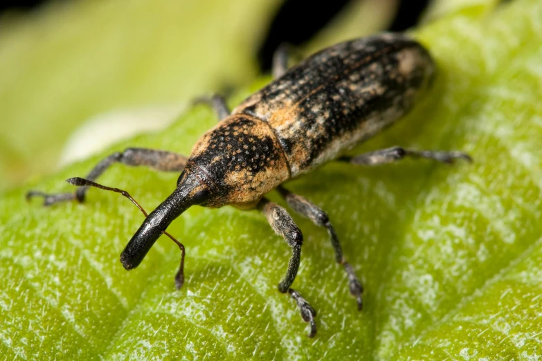 a close up of a small insect on a leaf, giraffe weevil, promo image, thumbnail, farming