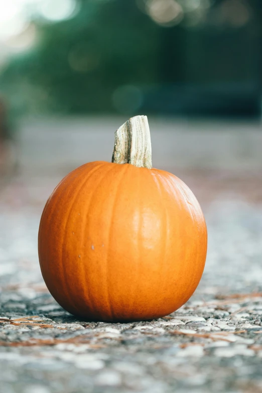 a small orange pumpkin sitting on the ground, profile image, no - text no - logo, slate, vanilla