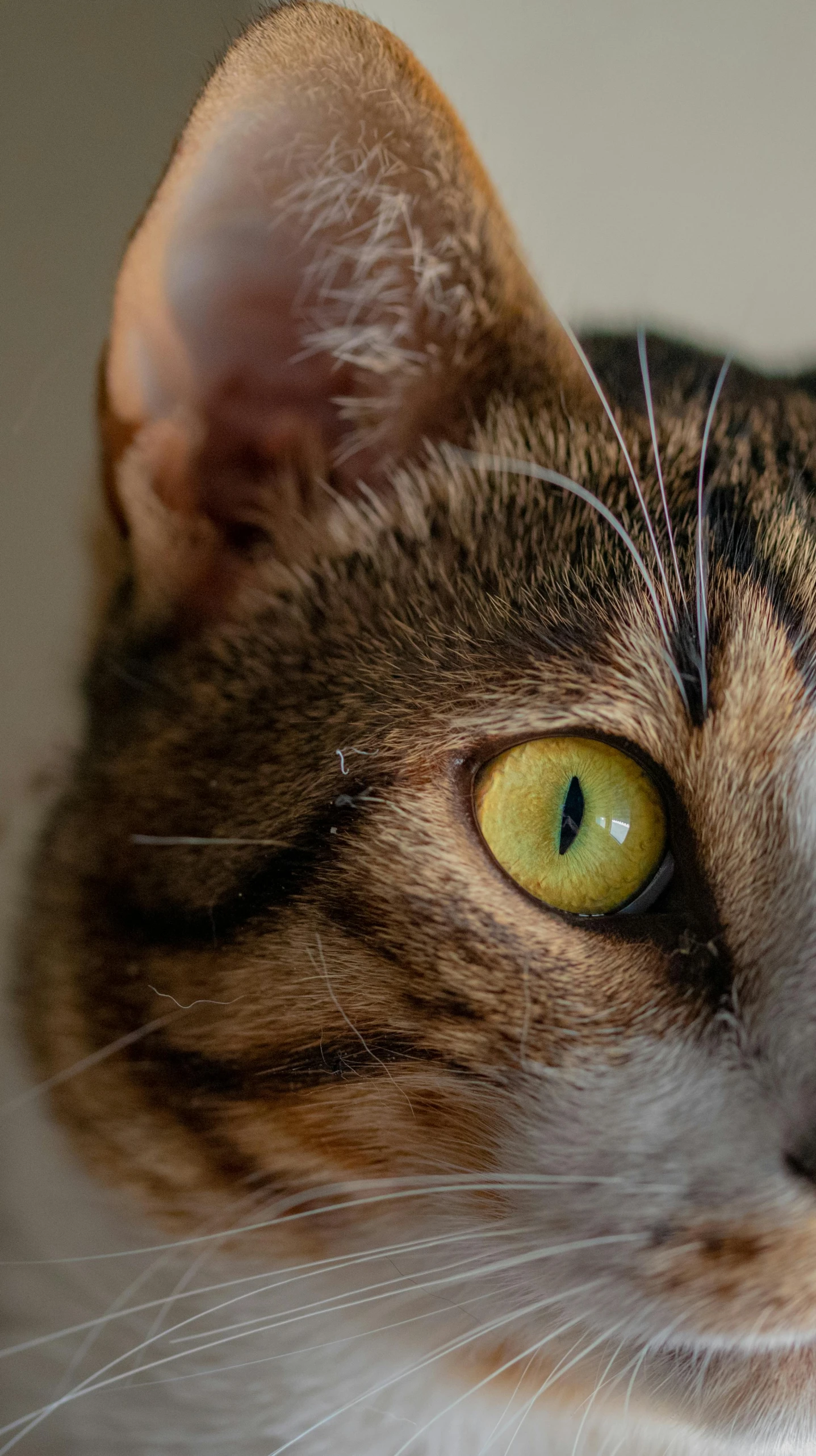 a close up of a cat with yellow eyes, by Jan Tengnagel, trending on pexels, wide eyed, highly microdetailed, today\'s featured photograph 4k, calico