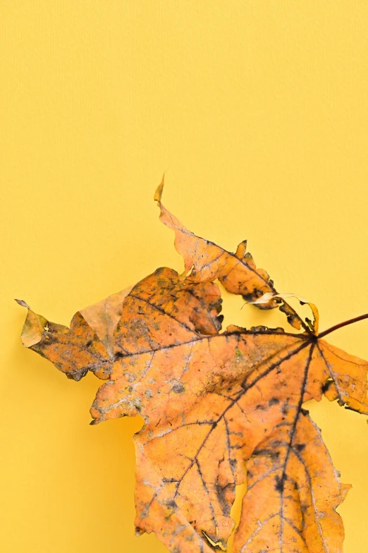 a close up of a leaf on a yellow surface, trending on pexels, 3 are summer and 3 are autumn), multi-part, brown, vivid)