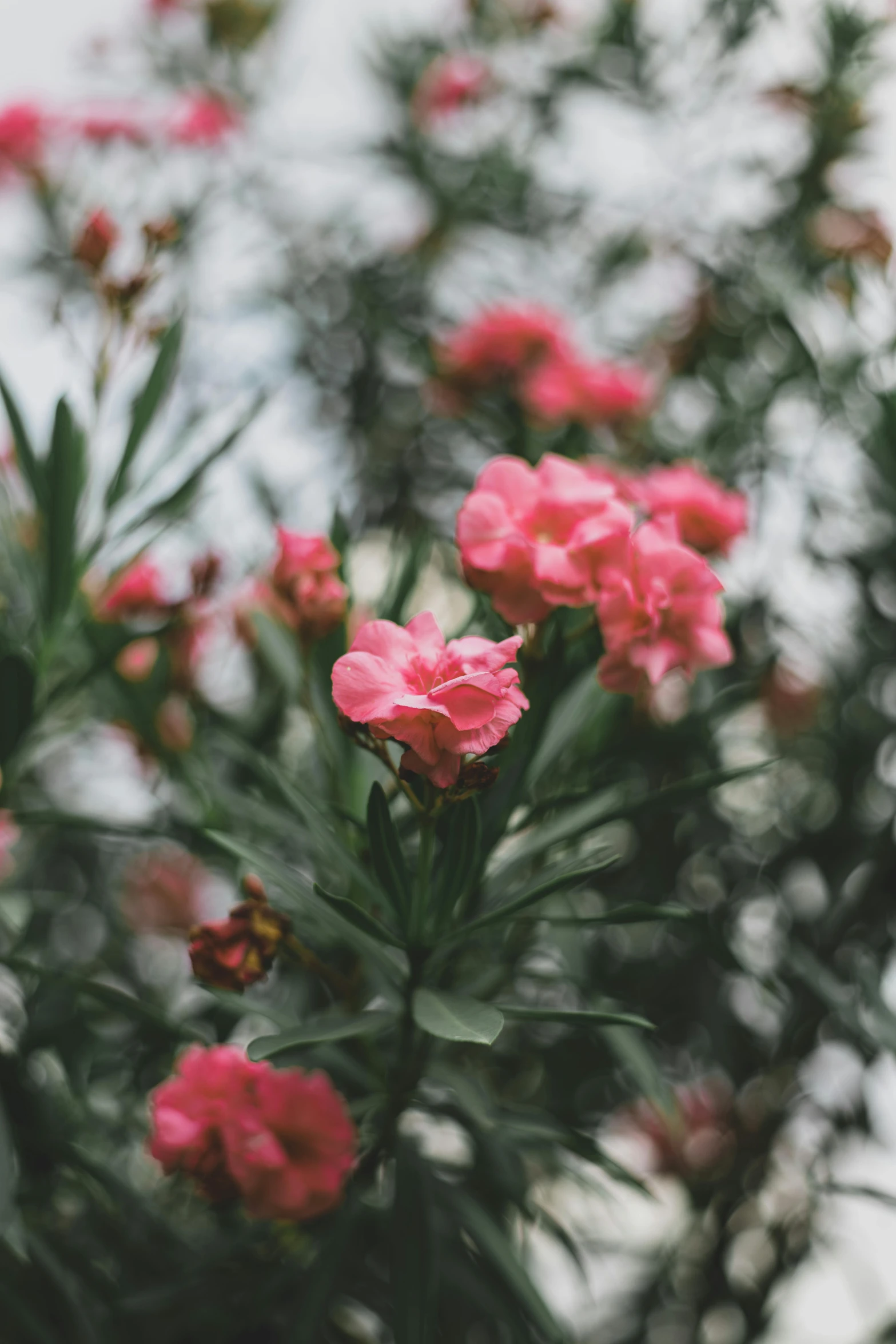 a bunch of pink flowers sitting on top of a tree, by Alexander Runciman, trending on unsplash, overcast day, with soft bushes, slightly smiling, carnation