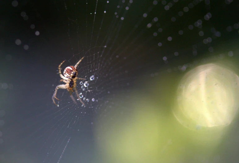 a close up of a spider on a web, pexels contest winner, light shining through, female floating, medium format. soft light, ignant