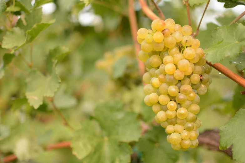 some green gs on the vine and are being picked