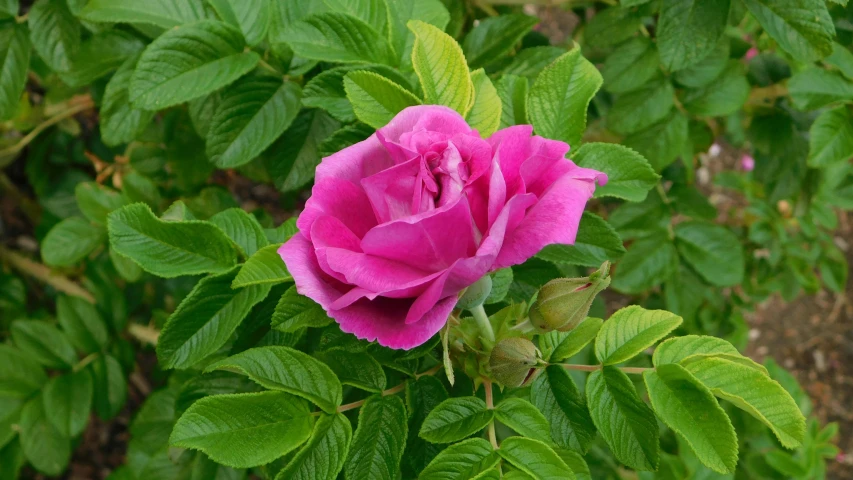 the pink rose is still blooming on this plant