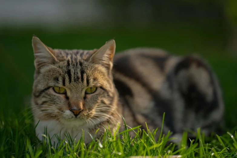 a cat that is laying down in the grass, pexels contest winner, evening lighting, mixed animal, zoomed in shots, today\'s featured photograph 4k