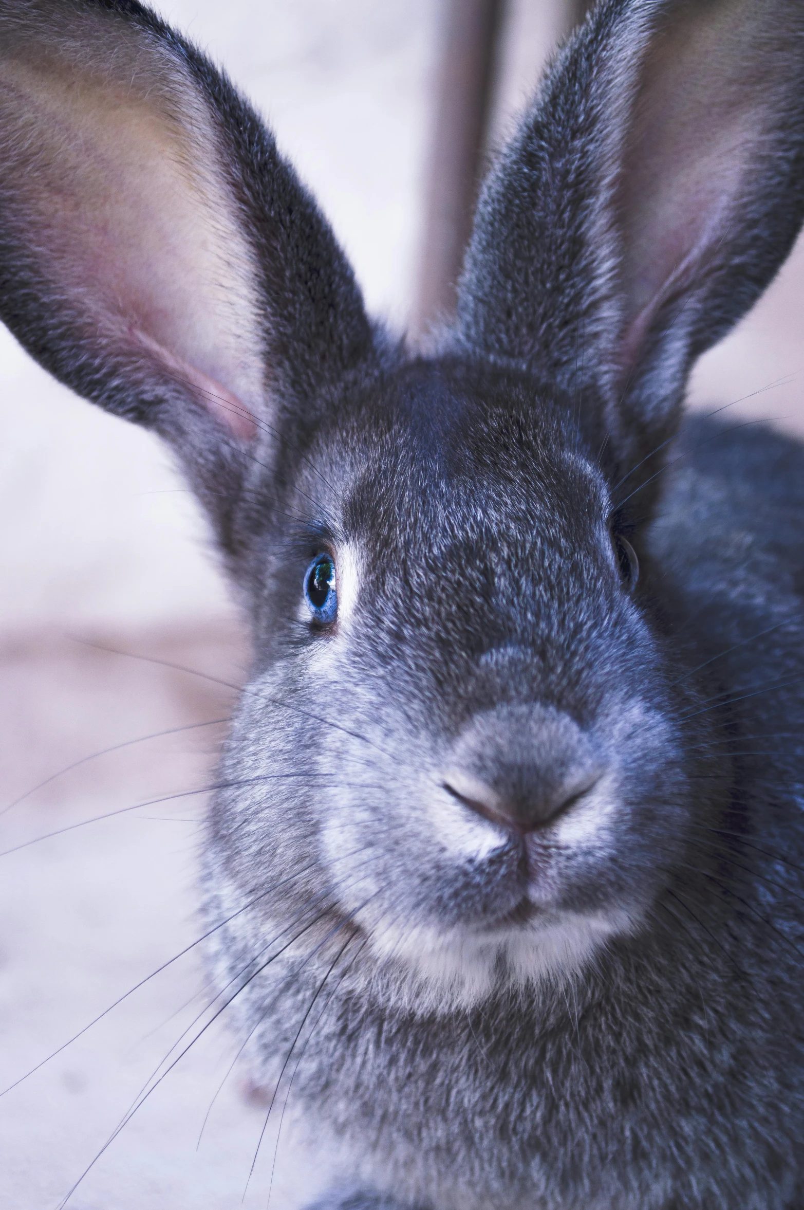 a close up of a rabbit looking at the camera, prussian blue, highly polished, mixed animal, smoky