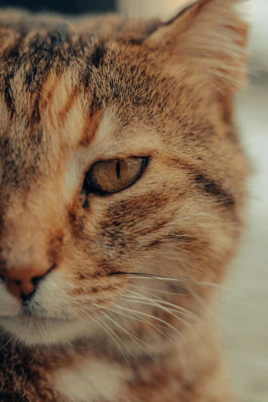 a close up of a cat laying on a floor, soft eyes and narrow chin, zoomed in, garfield cat face, gold