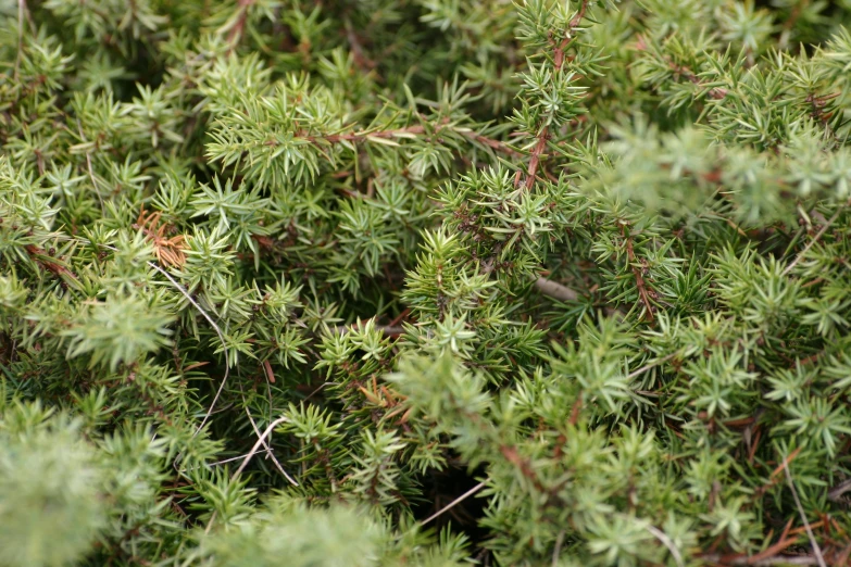 a close up of a plant with lots of green leaves, hurufiyya, cedar, moss patches, grey, muted green