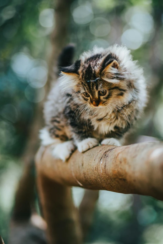 a cat sitting on top of a tree branch, trending on unsplash, renaissance, fluffy ears and a long, high angle close up shot, australian, high quality photo