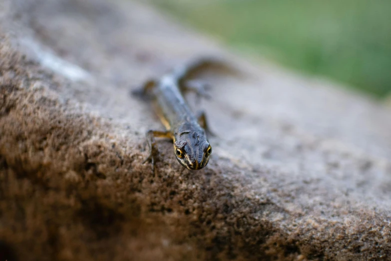 a lizard that is sitting on a rock, a macro photograph, by Slava Raškaj, unsplash, renaissance, salamander, bangalore, avatar image