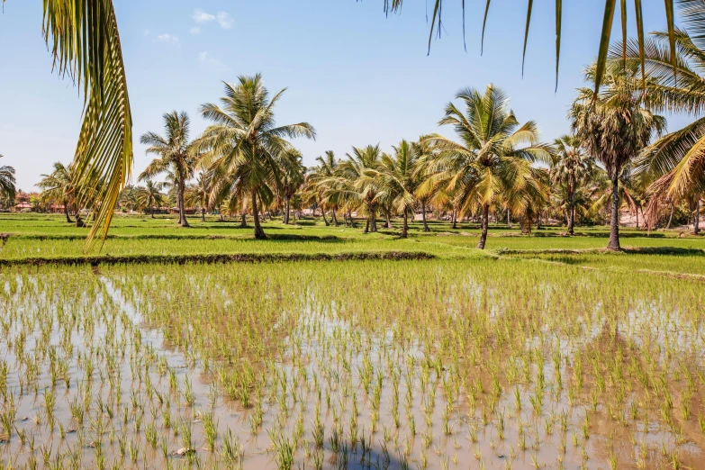 a rice field with palm trees in the background, unsplash, hurufiyya, somalia, slide show, manila, thumbnail