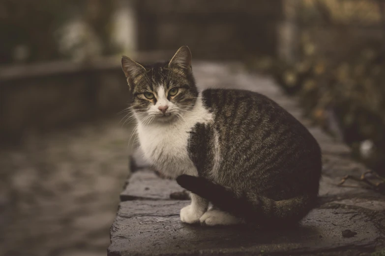 a gray and white cat sitting on a brick wall, pexels contest winner, paul barson, perfectly proportioned, aristocratic, young and cute