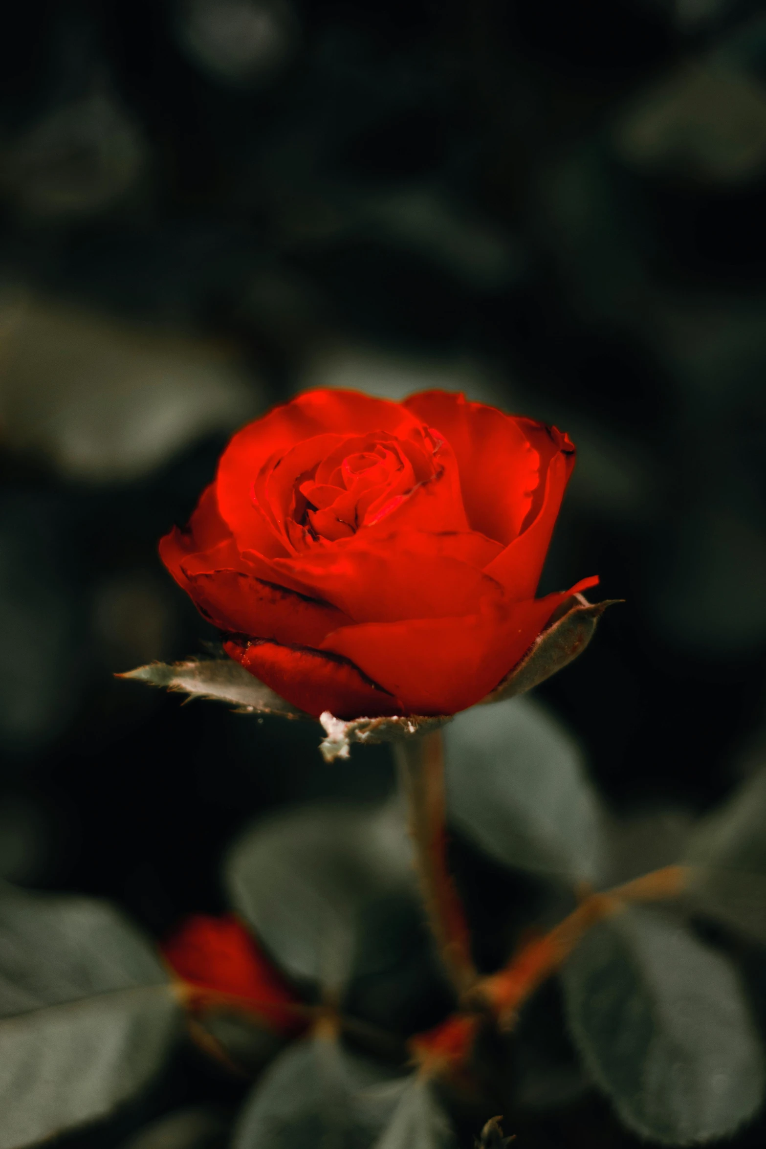 a red rose on a plant with leaves