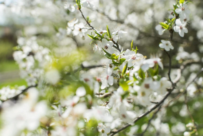 a close up of a tree with white flowers, by Emma Andijewska, pexels, fan favorite, with fruit trees, shot on sony a 7 iii, float