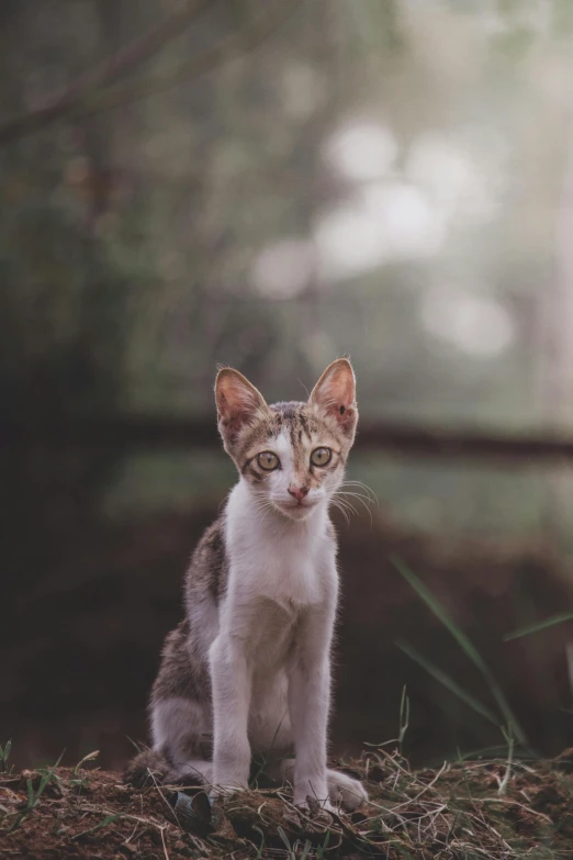 a cat that is sitting in the grass, by Basuki Abdullah, unsplash, photorealism, portrait of small, standing, cinematic style photograph, smol